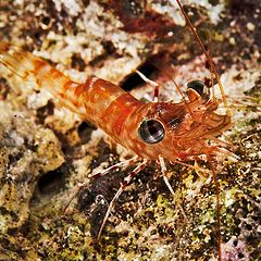 photo "Henderson's dancing shrimp"