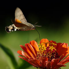 фото "Hummingbird Hawk-moth - Macroglossum stellatarum"