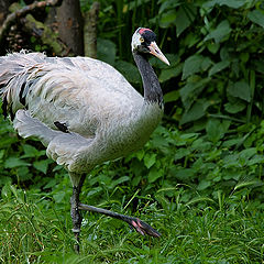 photo "Grey crane on hunting"