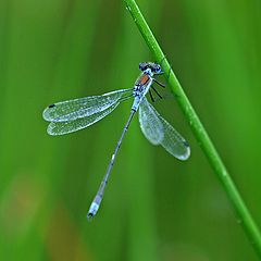 photo "Dragonfly"