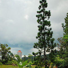 photo "green trees-trees"