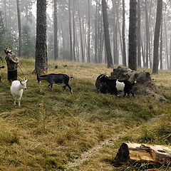 фото "Козьими тропами (2010)"