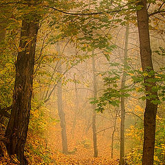 фото "Сказочный лес"