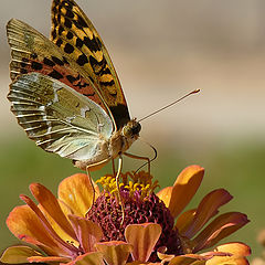 фото "Argynnis pandora"