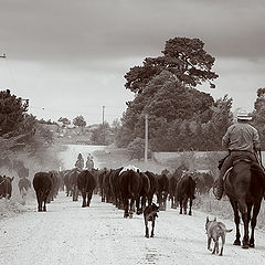 фото "Cowboys"