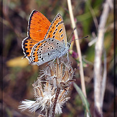 photo "макро бабочка"
