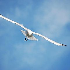 фото "seagul"