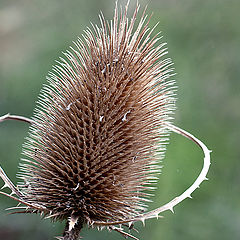 photo "Microphone birds / Mикрофон птиц"