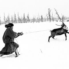 фото "Догнать оленя"