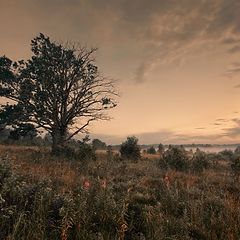 фото "У дуба"