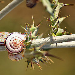 photo "Snails"