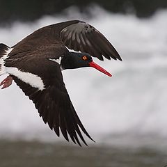 photo "haematopus palliatus"