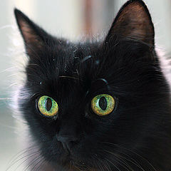 photo "Another cat portrait"