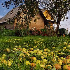 photo "Autumn in my garden"