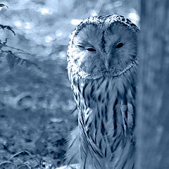 photo "tawny owl"