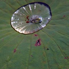 фото "Один день из жизни Nelumbo komarovii (8)"