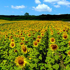 photo "Colours of summer / Цвета лета"