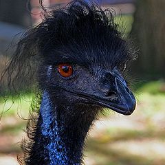 photo "Mad Mullet"