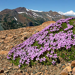 photo "Moss Campion in Flower"