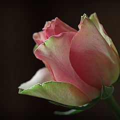 photo "Pink-green rose"