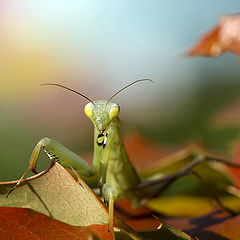 photo "Mantis religiosa"