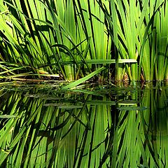 фото "Green Reflection"