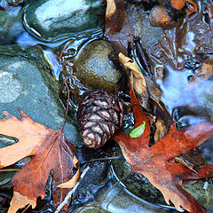 фото "Autumn kaleidoscope"