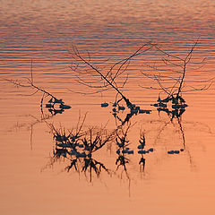 фото "Dawn of the Dead Sea (at the dawn of life)"