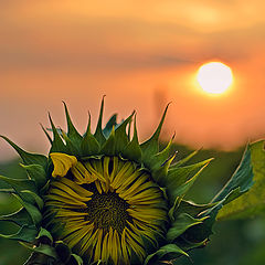 photo "Portrait of a Dissident"