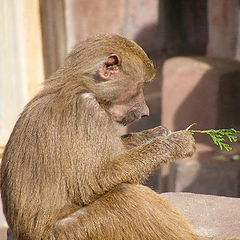 фото "Friends."