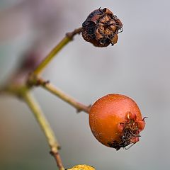 фото "светофор Осени"