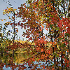 photo "Colors of autumn"