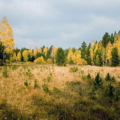 фото "осенний лес"