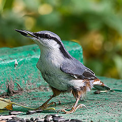 фото "Поползень (Sitta europaea)"