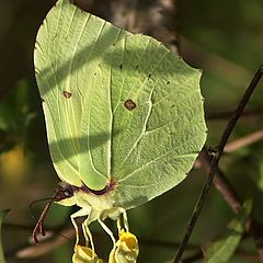 photo "Citron"