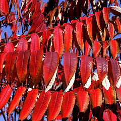 photo "The colours of autumn /"