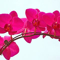 photo "Pink Orchids"