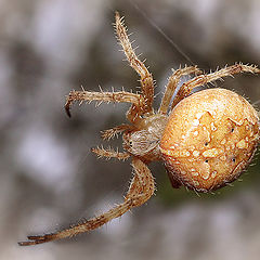 photo "макро паук"