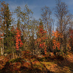 photo "The watchmans of autumn"