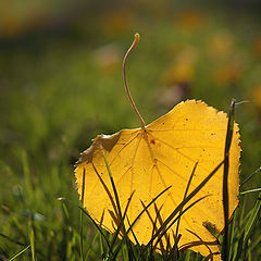 фото "Осенний листик))"