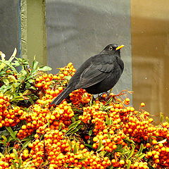 photo "Blackbird."