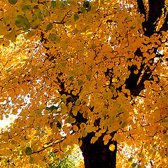 фото "Autumn elegy / Осенняя элегия"