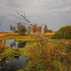 photo "Spread of autumn"