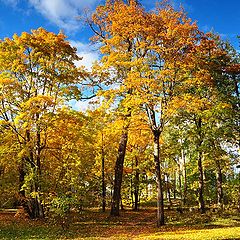 фото "Осенний мотив"