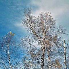 фото "танго осенних древ . . ."