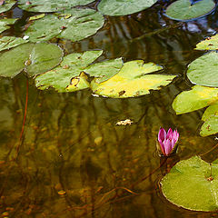 фото "Derelict pond"