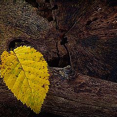 photo "Yellow Leaf"