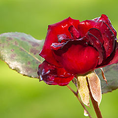 photo "Late Rose"