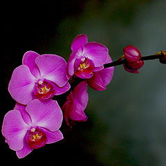 photo "Phalaenopsis"