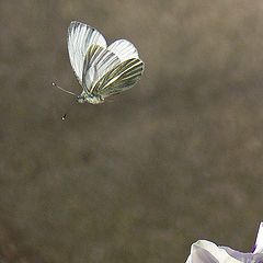 photo "Pieris brassicae In Flight"